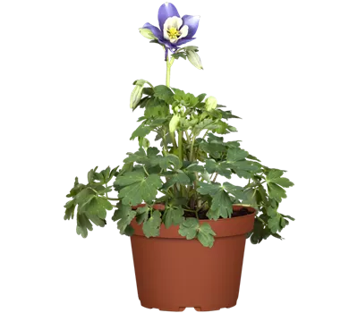 Aquilegia Caer.-Hybr.'Kirigami Blue-White' Aquilegia Caer.-Hybr.'Kirigami Blue-White'