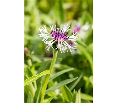 Centaurea montana 'Amethyst in Snow' Centaurea montana 'Amethyst in Snow'