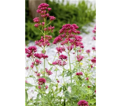 Centranthus ruber 'Rosenrot' Centranthus ruber 'Rosenrot'