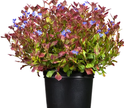 Ceratostigma plumbaginoides Ceratostigma plumbaginoides