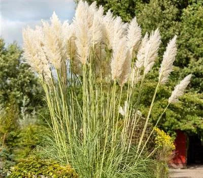 Cortaderia selloana 'Citaro' Cortaderia selloana 'Citaro'
