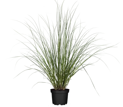 Cortaderia selloana 'Evita' Cortaderia selloana 'Evita'