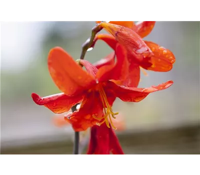 Crocosmia x crocosmiiflora 'Lucifer' Crocosmia x crocosmiiflora 'Lucifer'