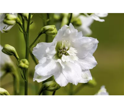Delphinium Bellad.-Hybr.'Moerheimii' Delphinium Bellad.-Hybr.'Moerheimii'
