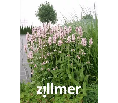 Stachys monnieri 'Rosea' Stachys monnieri 'Rosea'