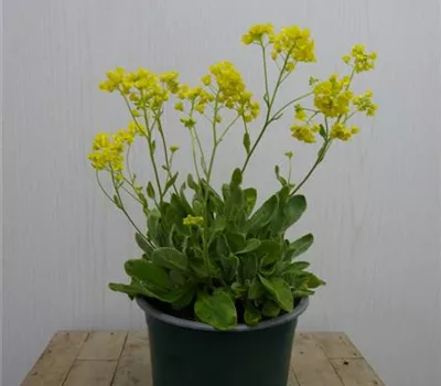 Alyssum saxatile 'Goldkugel' Alyssum saxatile 'Goldkugel'