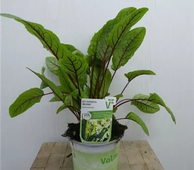 Rumex acetosella 'Red Strip'