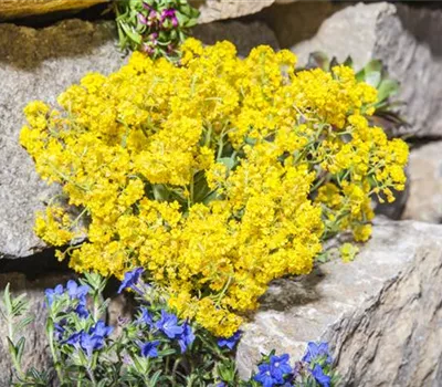 Alyssum montanum 'Berggold' Alyssum montanum 'Berggold'
