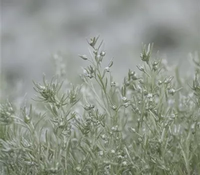 Artemisia schmidtiana 'Silver Mound' Artemisia schmidtiana 'Silver Mound'