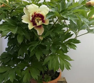 Paeonia Itoh-Hybr.'Callie's Memory' Paeonia Itoh-Hybr.'Callie's Memory'
