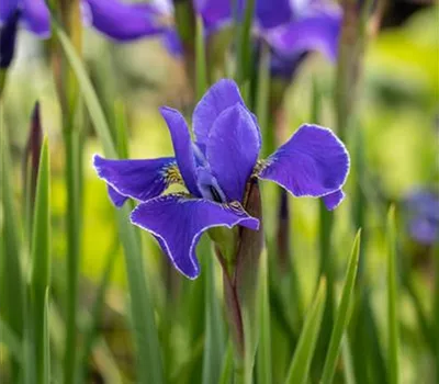 Iris sibirica 'Caesars Brother' Iris sibirica 'Caesars Brother'