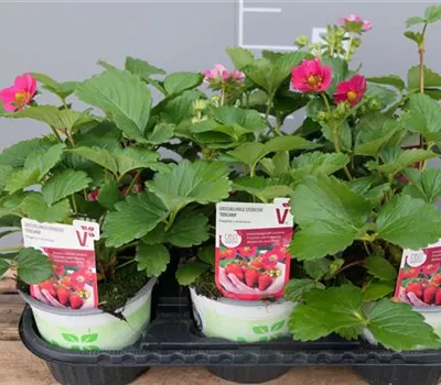 Fragaria x ananassa 'Toscana F1' Fragaria x ananassa 'Toscana F1'