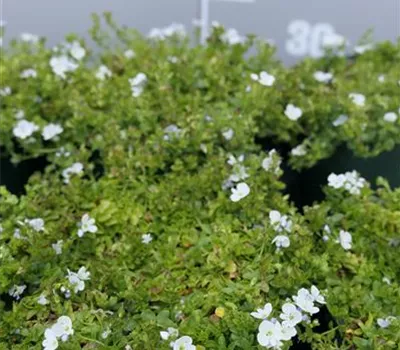 Veronica repens Veronica repens