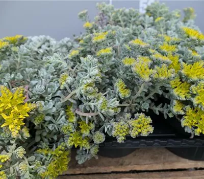 Sedum spathulifolium 'Cape Blanco'