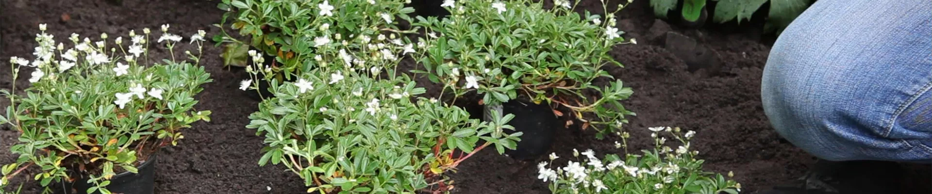 Fingerkraut - Einpflanzen im Garten (thumbnail)