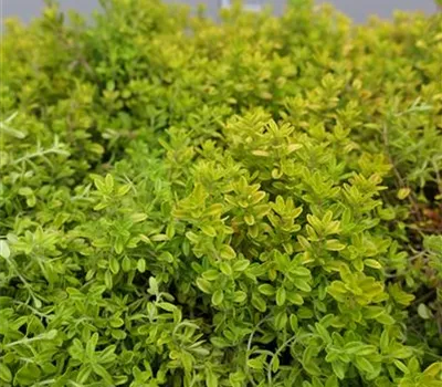 Thymus x citriodorus 'Goldy' Thymus x citriodorus 'Goldy'