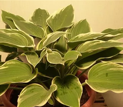 Hosta Hybr.'El Nino' -R-