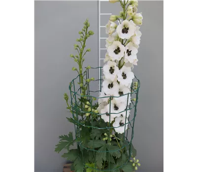 Delphinium Elat.- Hybr. 'Black Eyed Angels' Delphinium Elat.- Hybr. 'Black Eyed Angels'