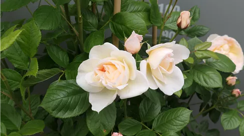 Rosa "Uetersener Klosterrose"-R-