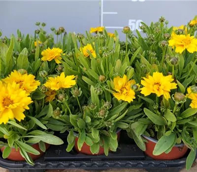 Coreopsis grandiflora 'Presto' Coreopsis grandiflora 'Presto'