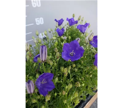 Campanula carp.'Blaue Clips' Campanula carp.'Blaue Clips'