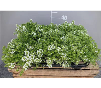 Thymus praecox 'Albiflorus' Thymus praecox 'Albiflorus'