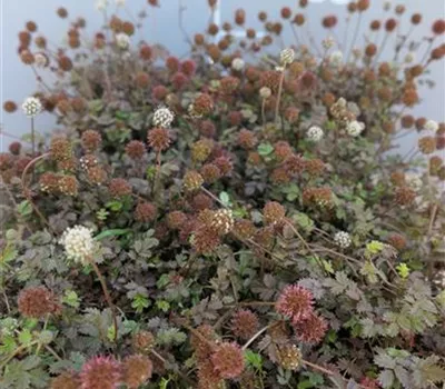 Acaena microphylla 'Kupferteppich' Acaena microphylla 'Kupferteppich'