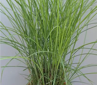 Miscanthus sinensis 'Gracillimus' Miscanthus sinensis 'Gracillimus'