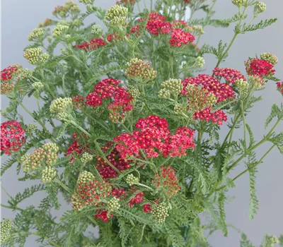 Achillea Millef.-Hybr.'Paprika' Achillea Millef.-Hybr.'Paprika'
