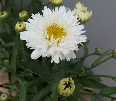 Leucanthemum 'Sweet Daisy Rebecca'