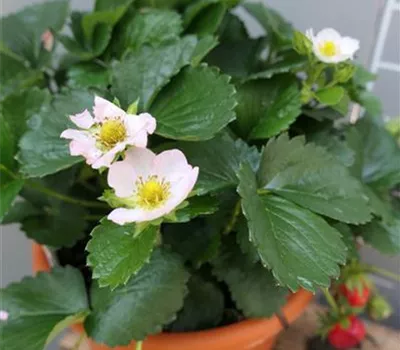 Fragaria x ananassa 'Rosana F1' Fragaria x ananassa 'Rosana F1'