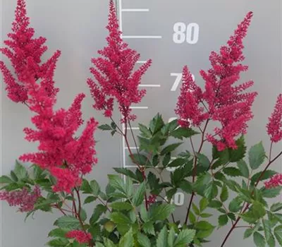 Astilbe Japonica-Hybr.'Montgomery' Astilbe Japonica-Hybr.'Montgomery'