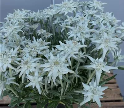 Leontopodium alpinum 'Watzmann'