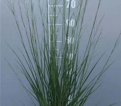 Molinia caerulea 'Heidebraut' Molinia caerulea 'Heidebraut'