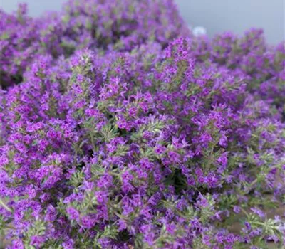 Thymus serpyllum 'Purple Beauty' Thymus serpyllum 'Purple Beauty'
