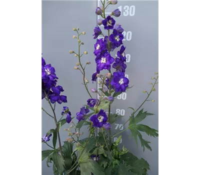 Delphinium Elat.- Hybr. 'Purple Passion'