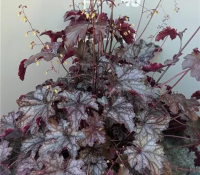 Heuchera Hybr.'Blackberry Jam' -R- Heuchera Hybr.'Blackberry Jam' -R-