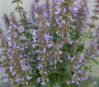 Nepeta grandiflora 'Blue Danube' Nepeta grandiflora 'Blue Danube'