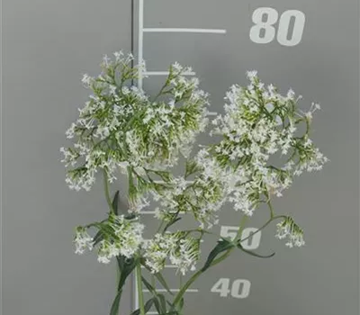 Centranthus ruber 'Albus' Centranthus ruber 'Albus'