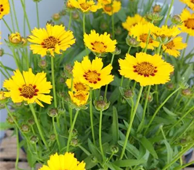 Coreopsis lanceolata 'Walter' Coreopsis lanceolata 'Walter'