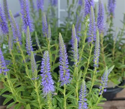 Veronica spicata 'Nana Blauteppich', gen.