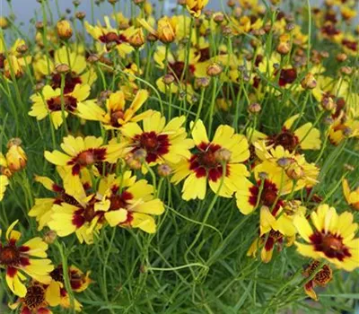 Coreopsis Hybr.'Pineapple Pie' -R- Coreopsis Hybr.'Pineapple Pie' -R-