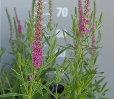 Veronica spicata 'Rotfuchs'