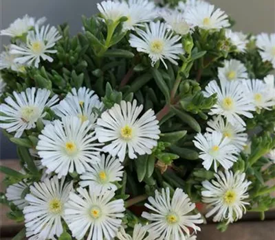 Delosperma Wheels of Wonder 'Improved White' Delosperma Wheels of Wonder 'Improved White'