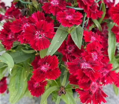Dianthus Devon Cottage 'Dark Red' Dianthus Devon Cottage 'Dark Red'