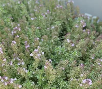 Thymus x citriodorus 'Silver Queen'