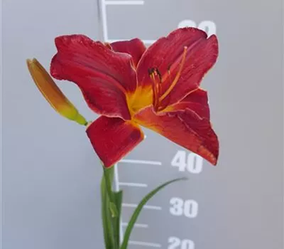 Hemerocallis Hybr.'Here There' Hemerocallis Hybr.'Here There'