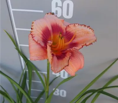 Hemerocallis Hybr.'Strawberry Candy'