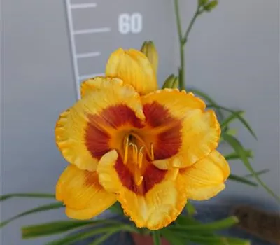 Hemerocallis Hybr.'Fooled Me' Hemerocallis Hybr.'Fooled Me'