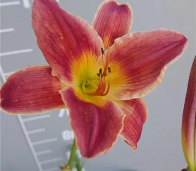Hemerocallis Hybr.'Sapelo Island' Hemerocallis Hybr.'Sapelo Island'